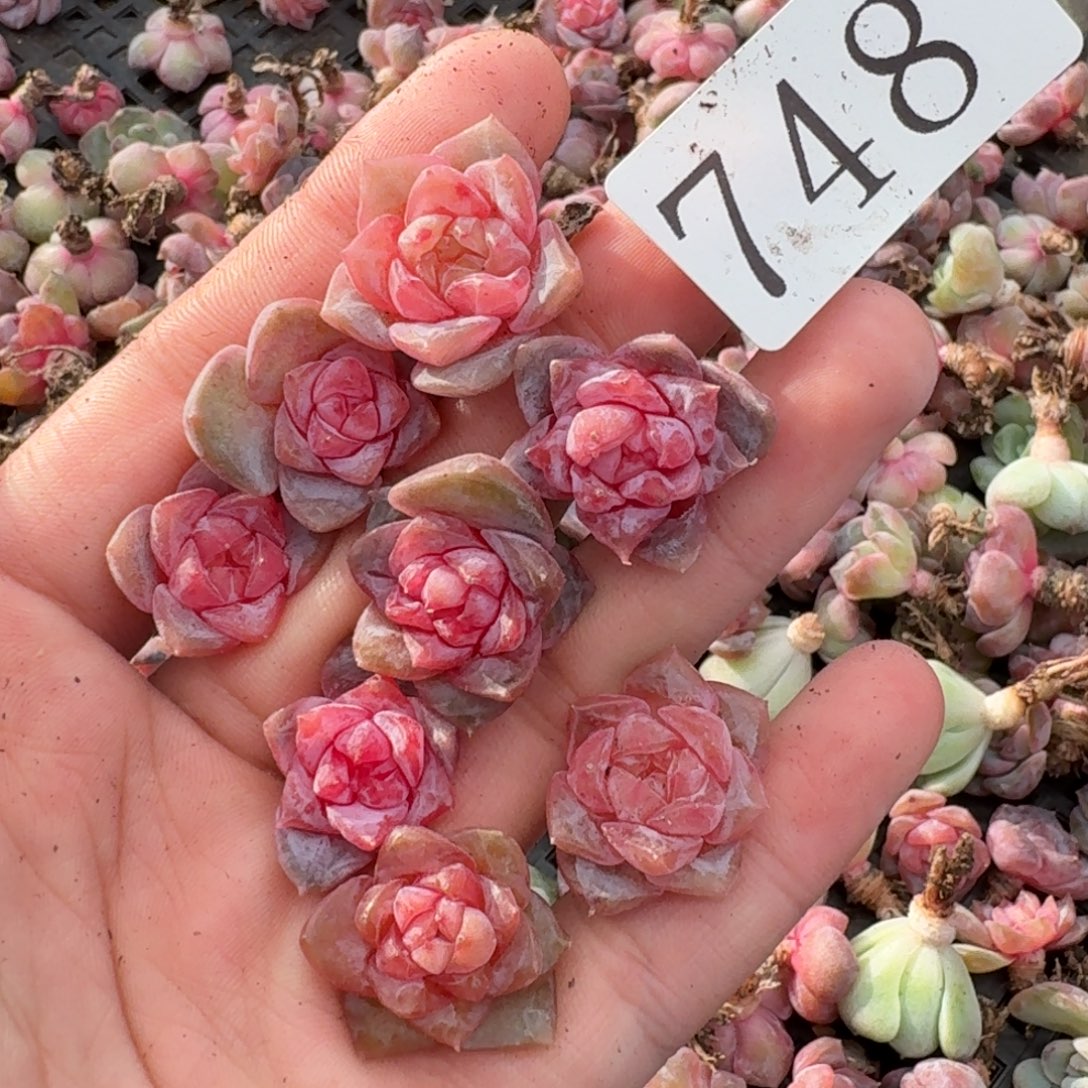 多肉植物多肉植物748