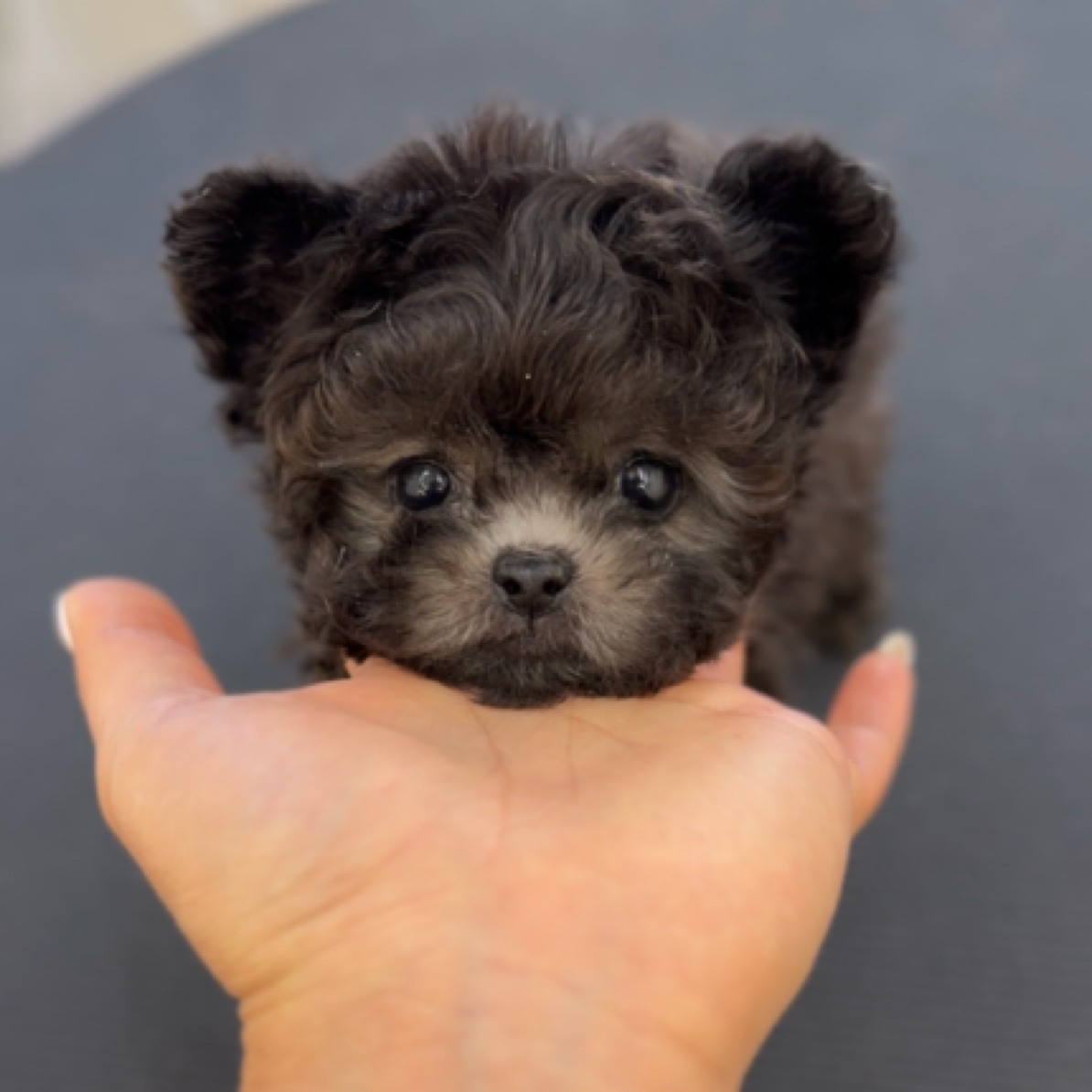 二公主茶杯体灰泰迪妹妹