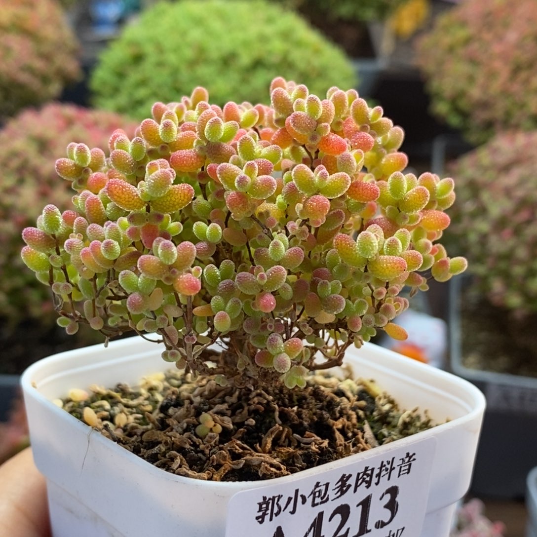 蜜橘糖球4213枝干番杏