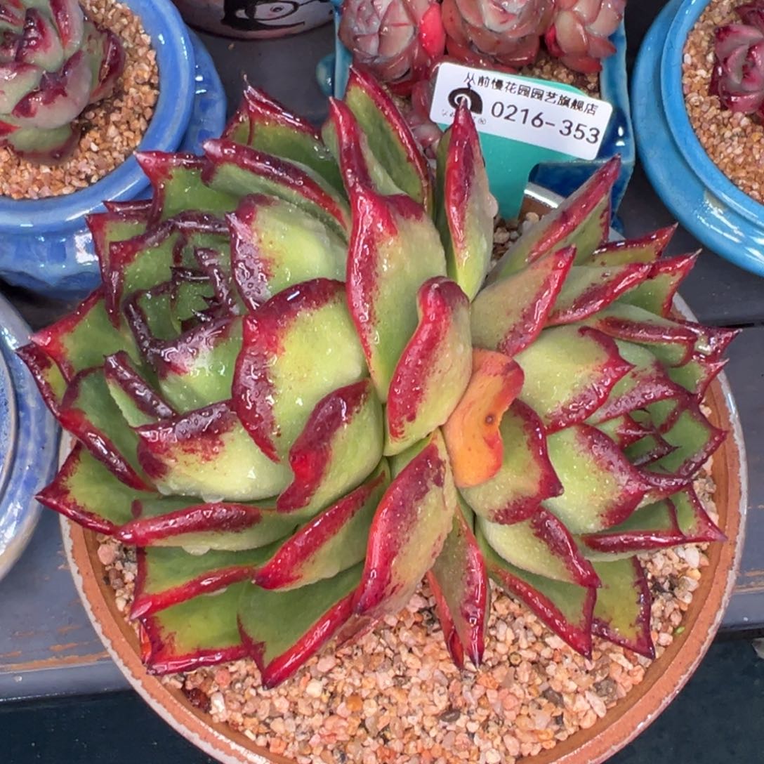 从前慢多肉精选编号0216.353