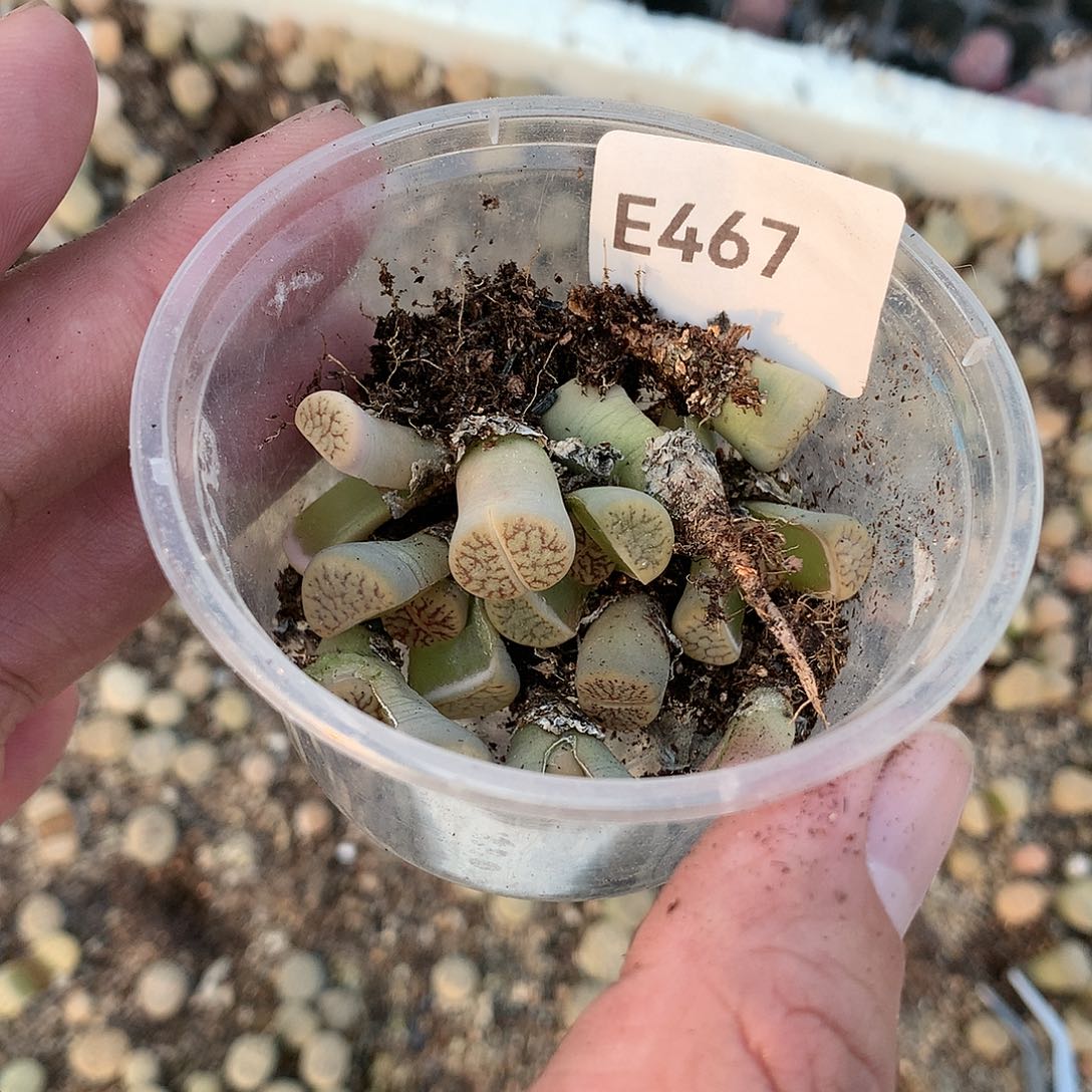 H*aE467多肉植物保护