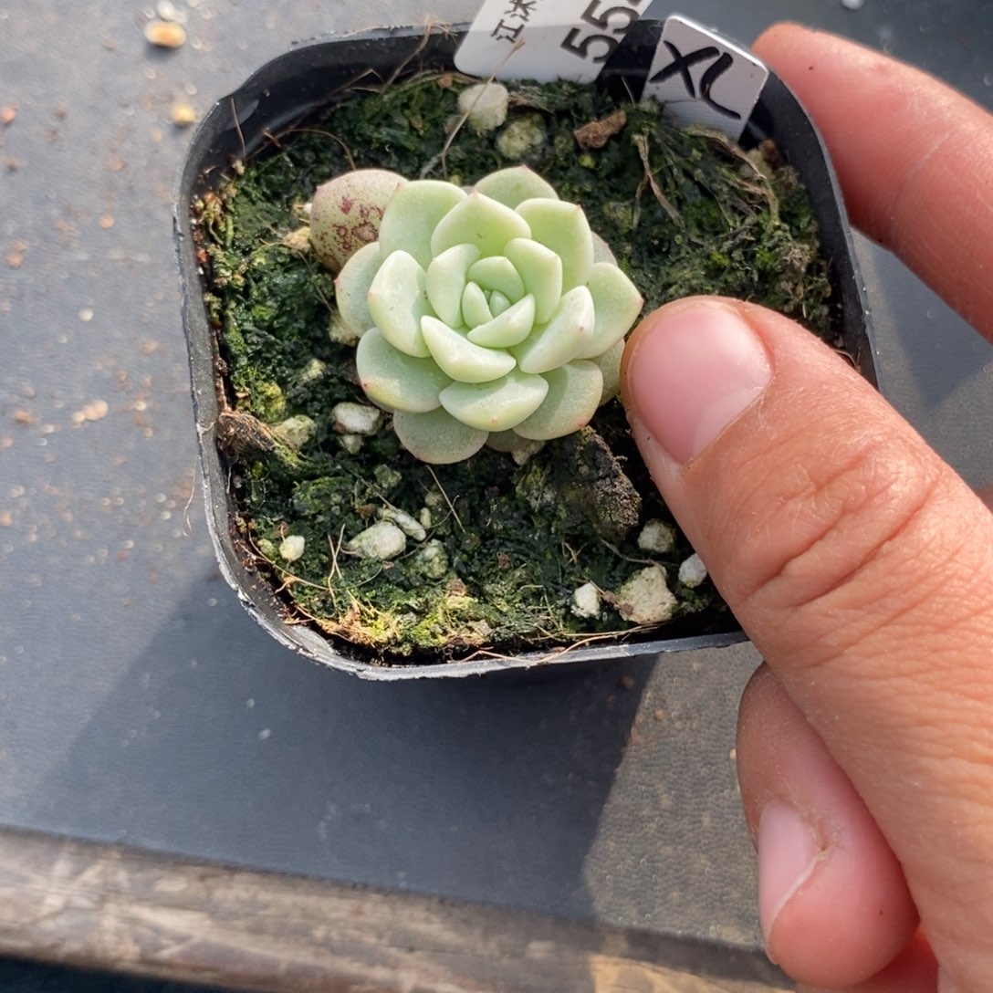 标签554相柳一个多肉