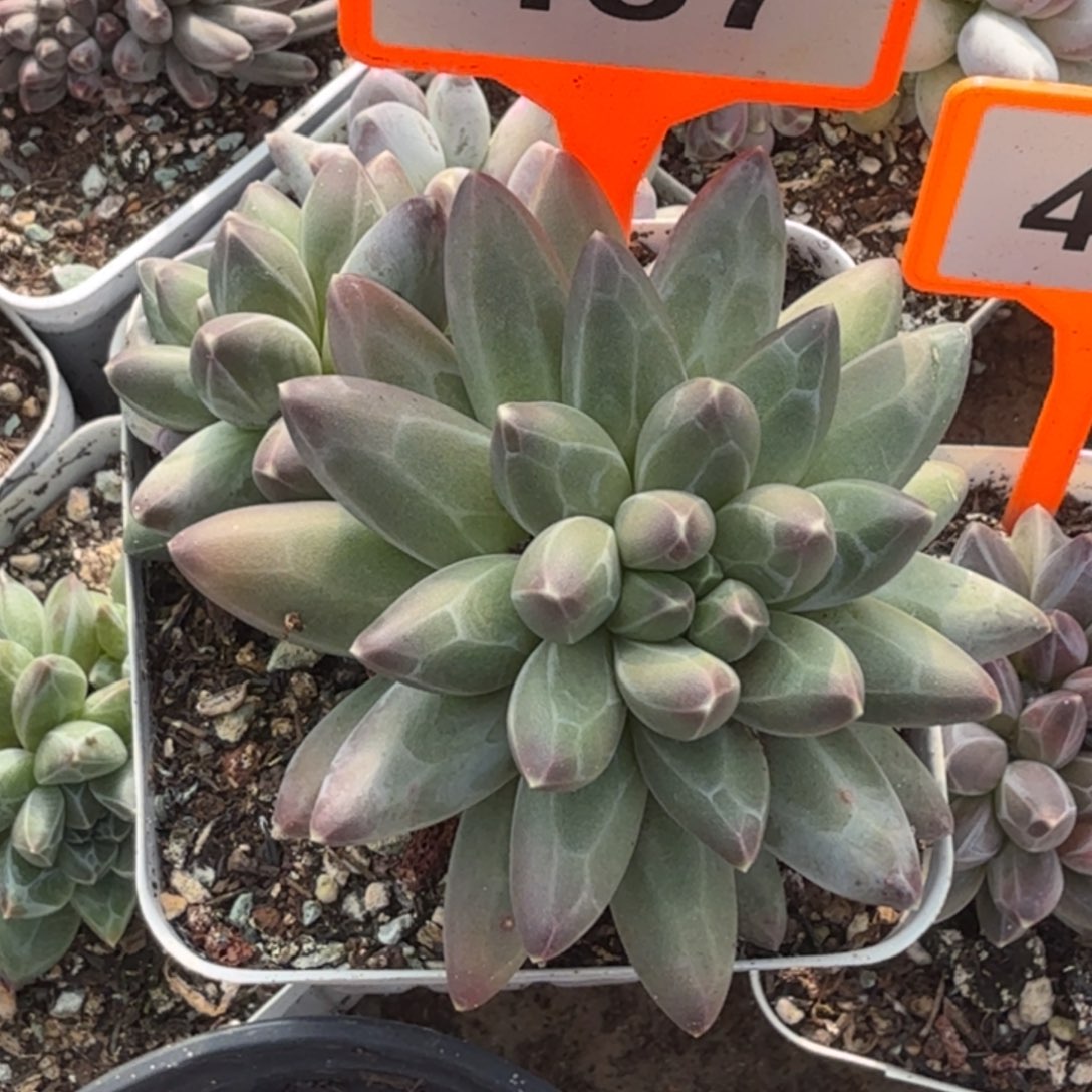 伊卡鲁斯一物一拍487