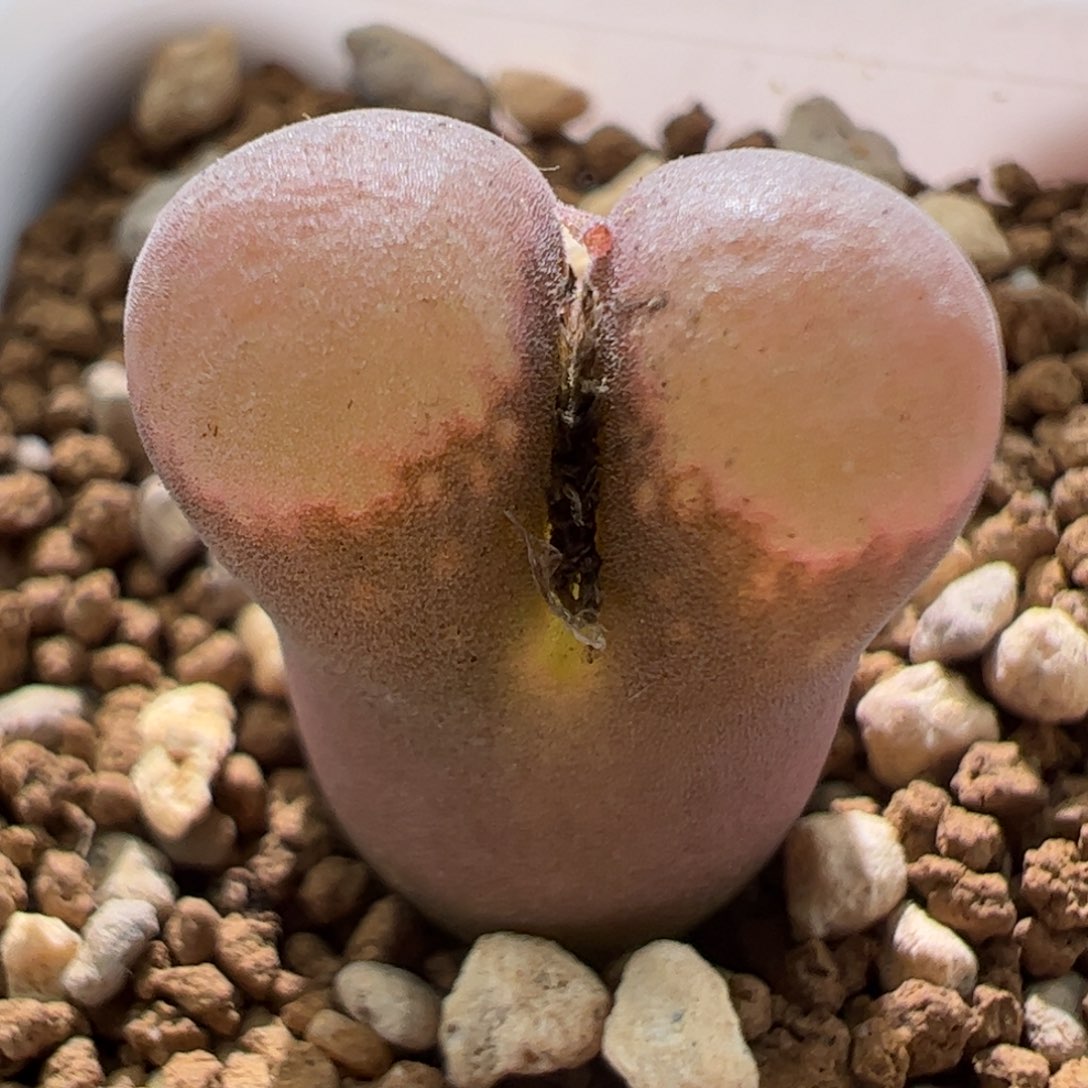 精品优选红风铃一颗832。  