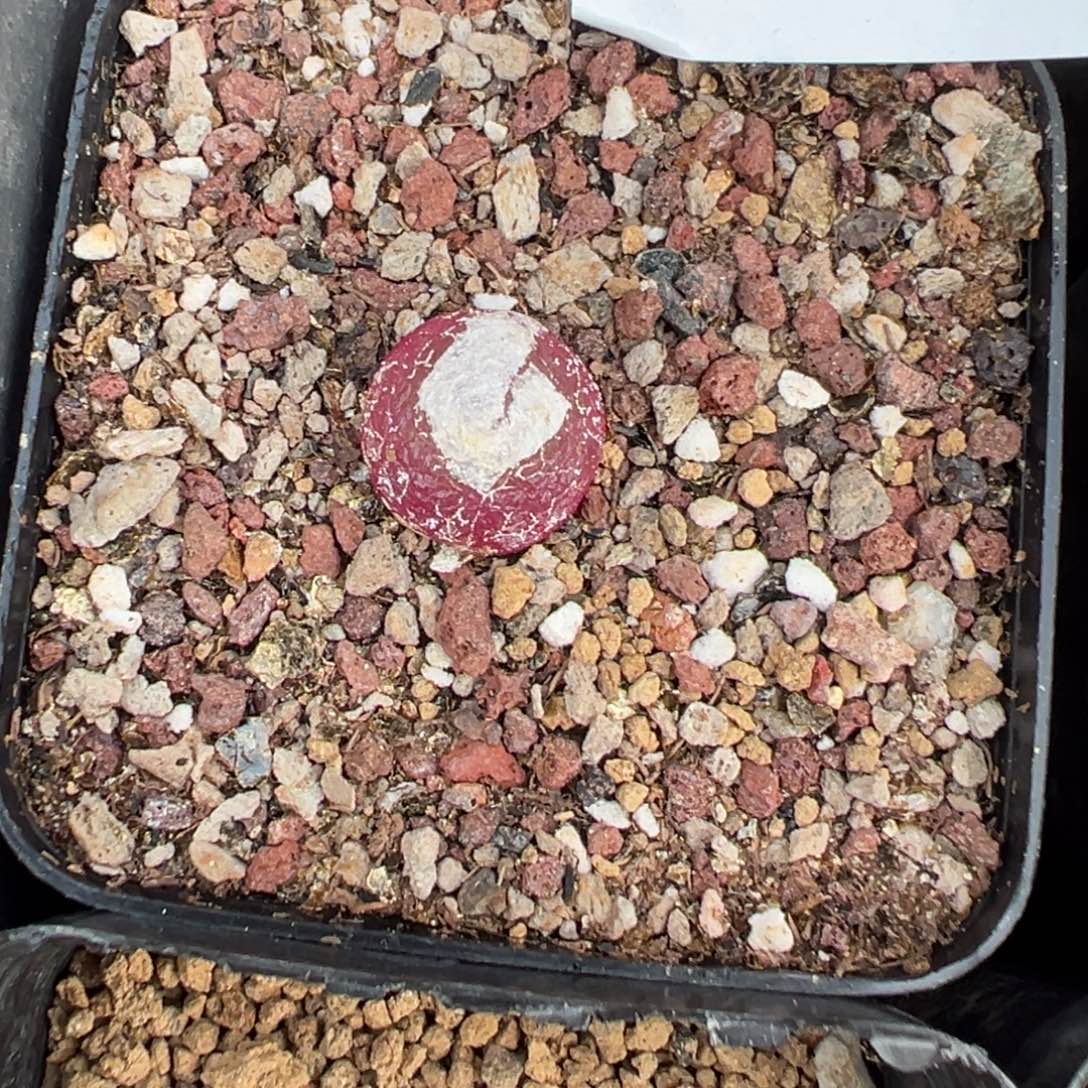 26-52肉锥多肉植物