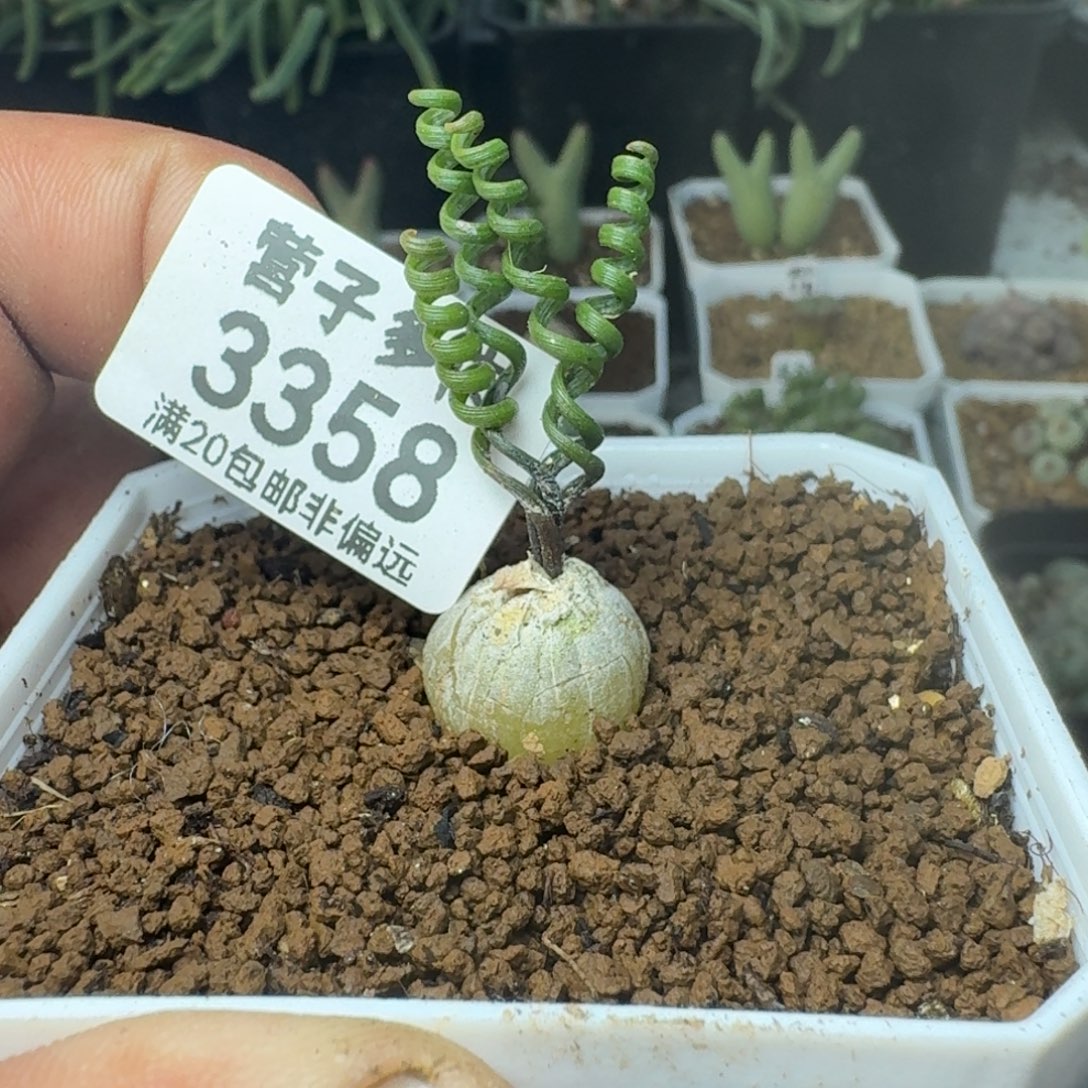 钢丝弹簧草 脱土               