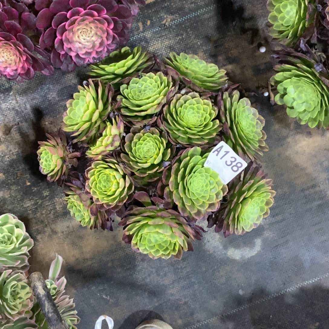 嘉年华绣球138多肉法师植物