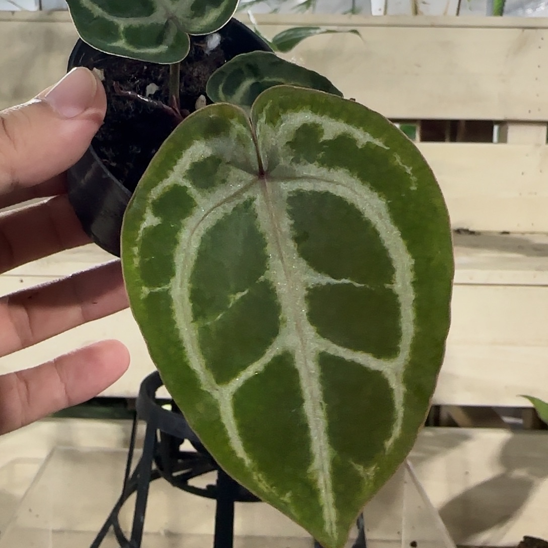 无花朵粉柠檬杂紫水晶