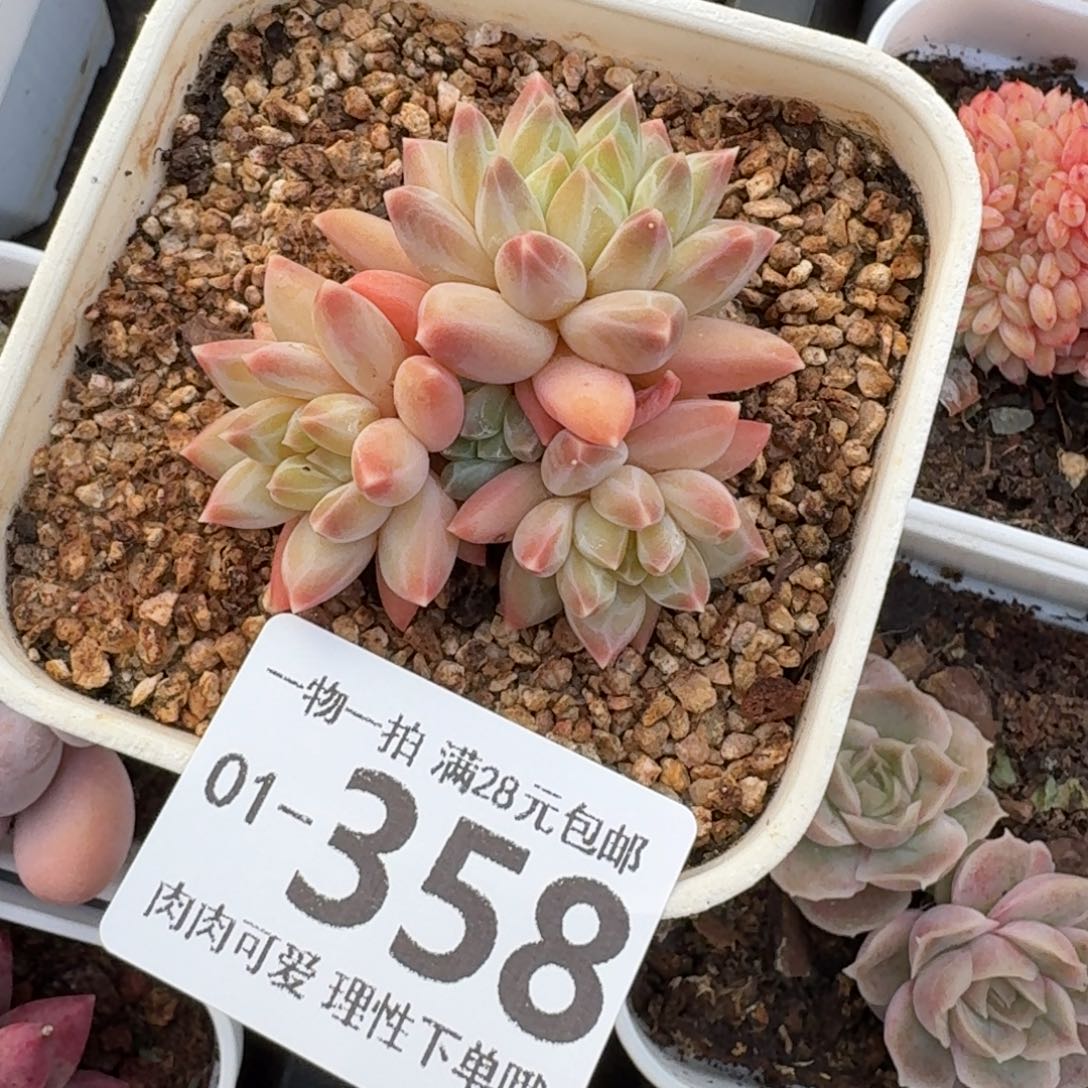 胖体青花瓷无盆土发货