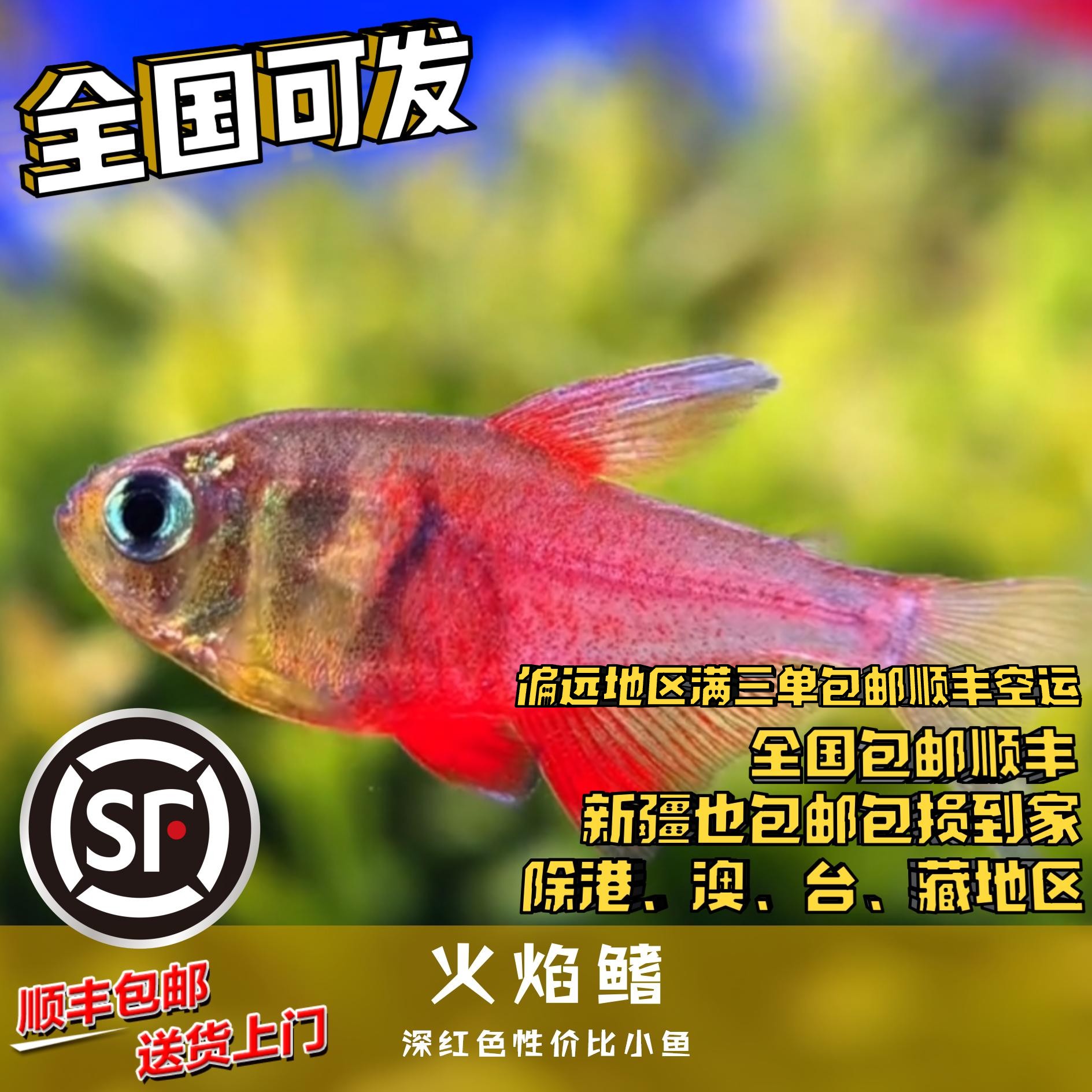 Boo小鱼 火焰鳍 偏远地区任意三单包顺丰空运
