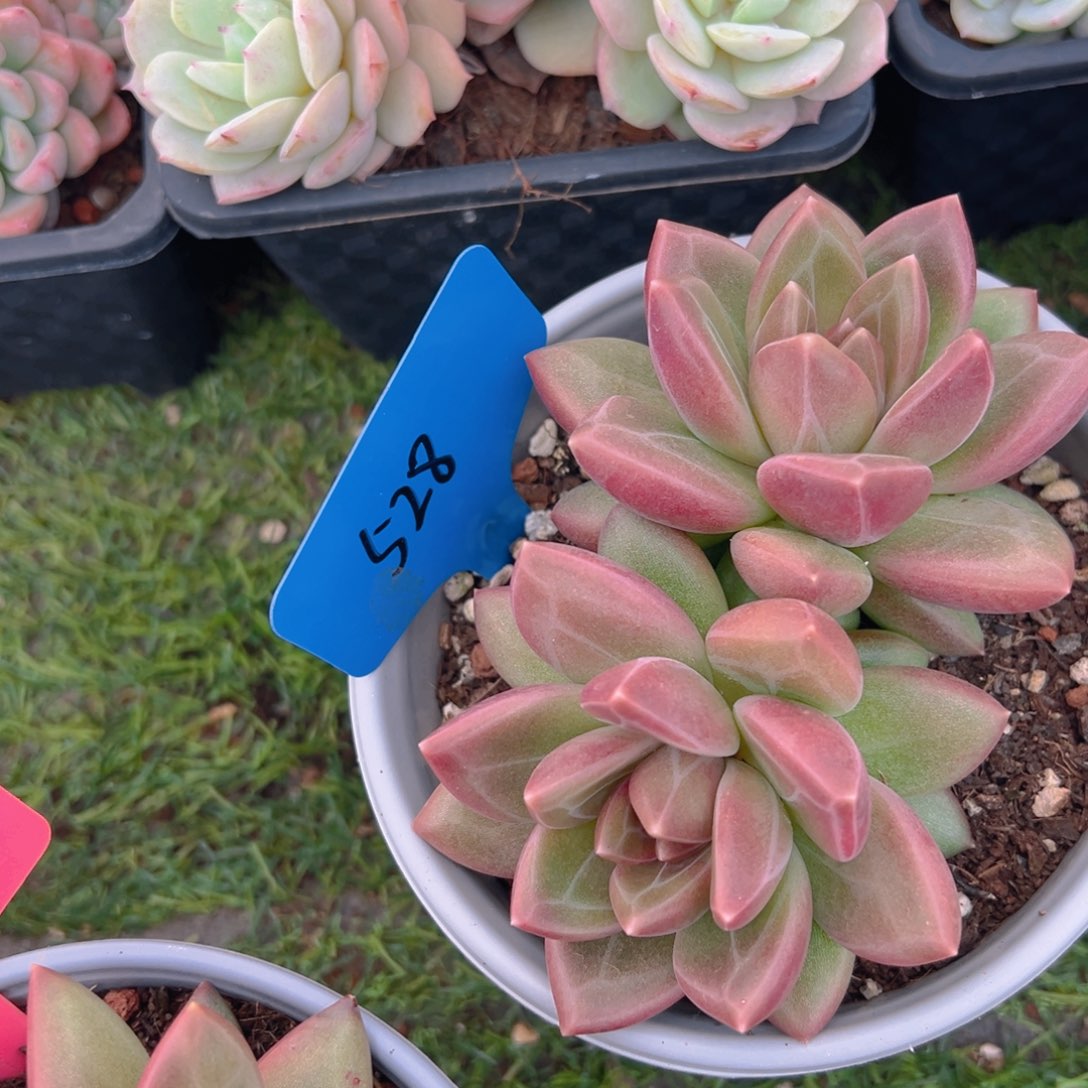 香玉的故事是一个人的故事吗