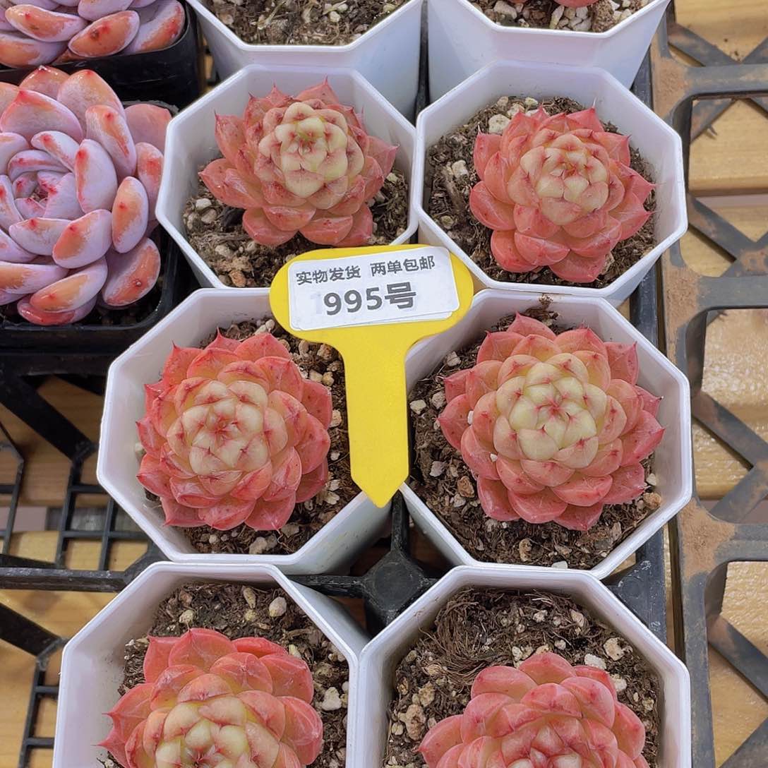 995号 月下恋人珍妮单头一个