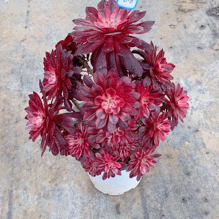 808月亮女神多肉法师