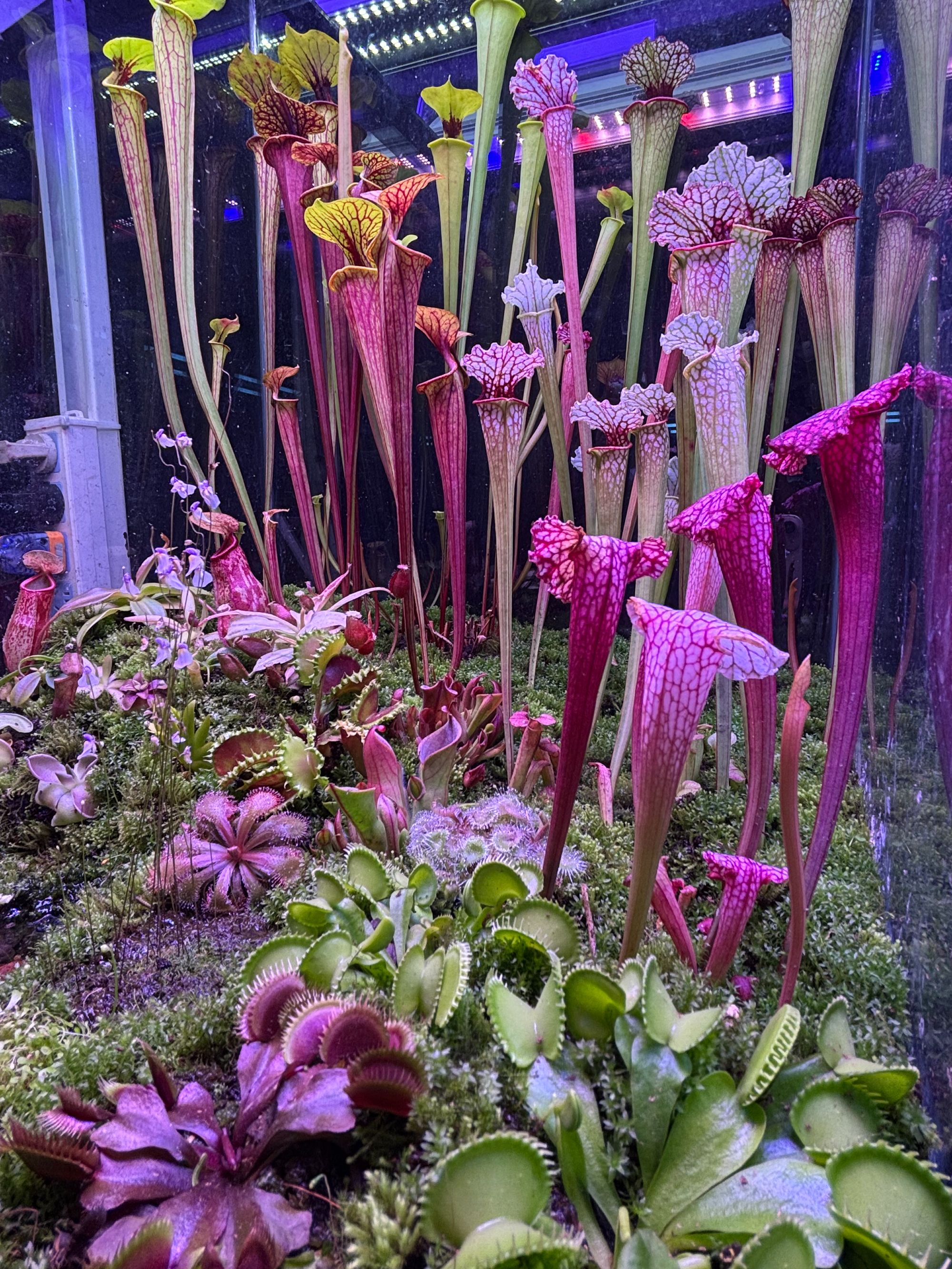 【千奇-植物补光灯】食虫植物补光灯防徒长全光谱防水室内外可用