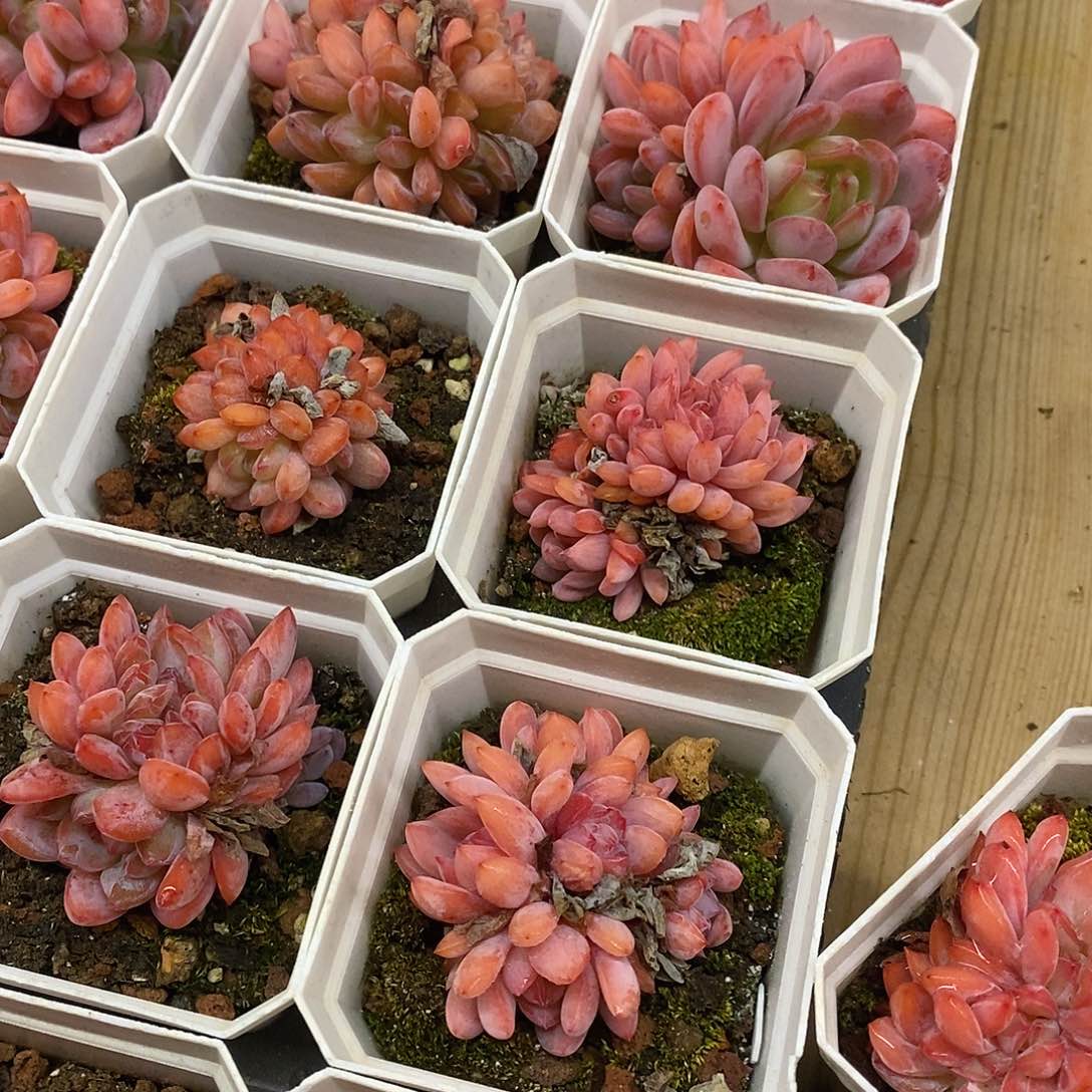 41。全明星缀化。福利多多