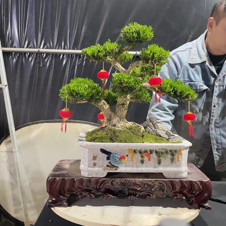 完全开放黄杨盆景小叶雀舌