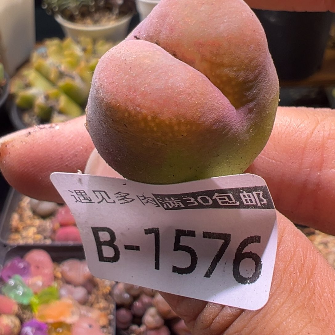 2.5cm 多肉植物111111111