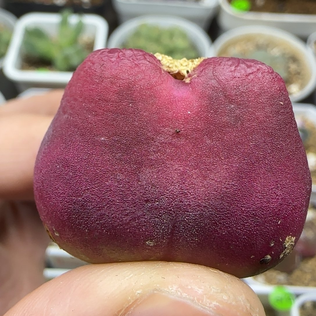 丝绒3+多肉植物170