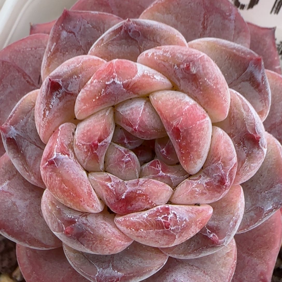 花语逸镜0207-261