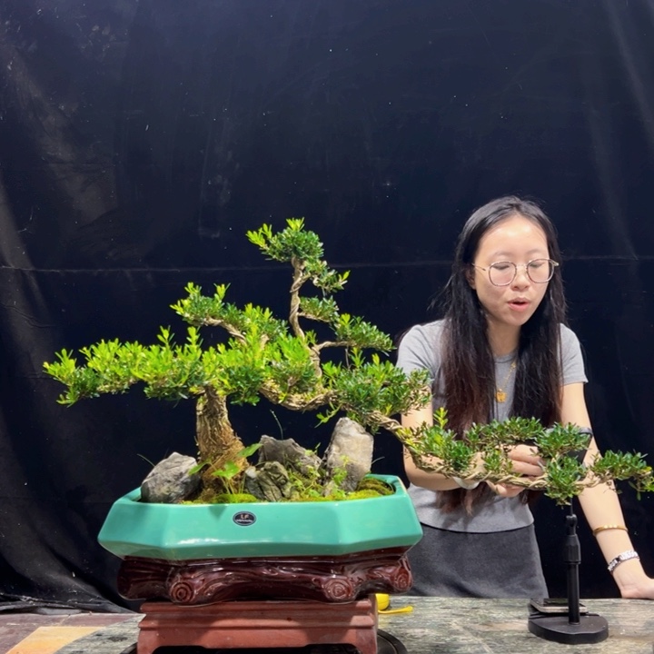 无花朵黄杨盆景四季常绿