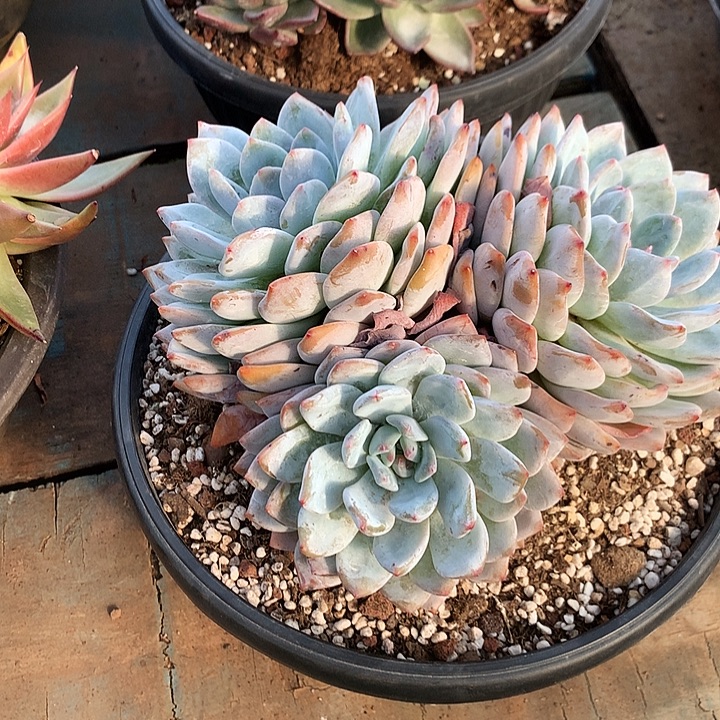 美肉特价活动开始啦