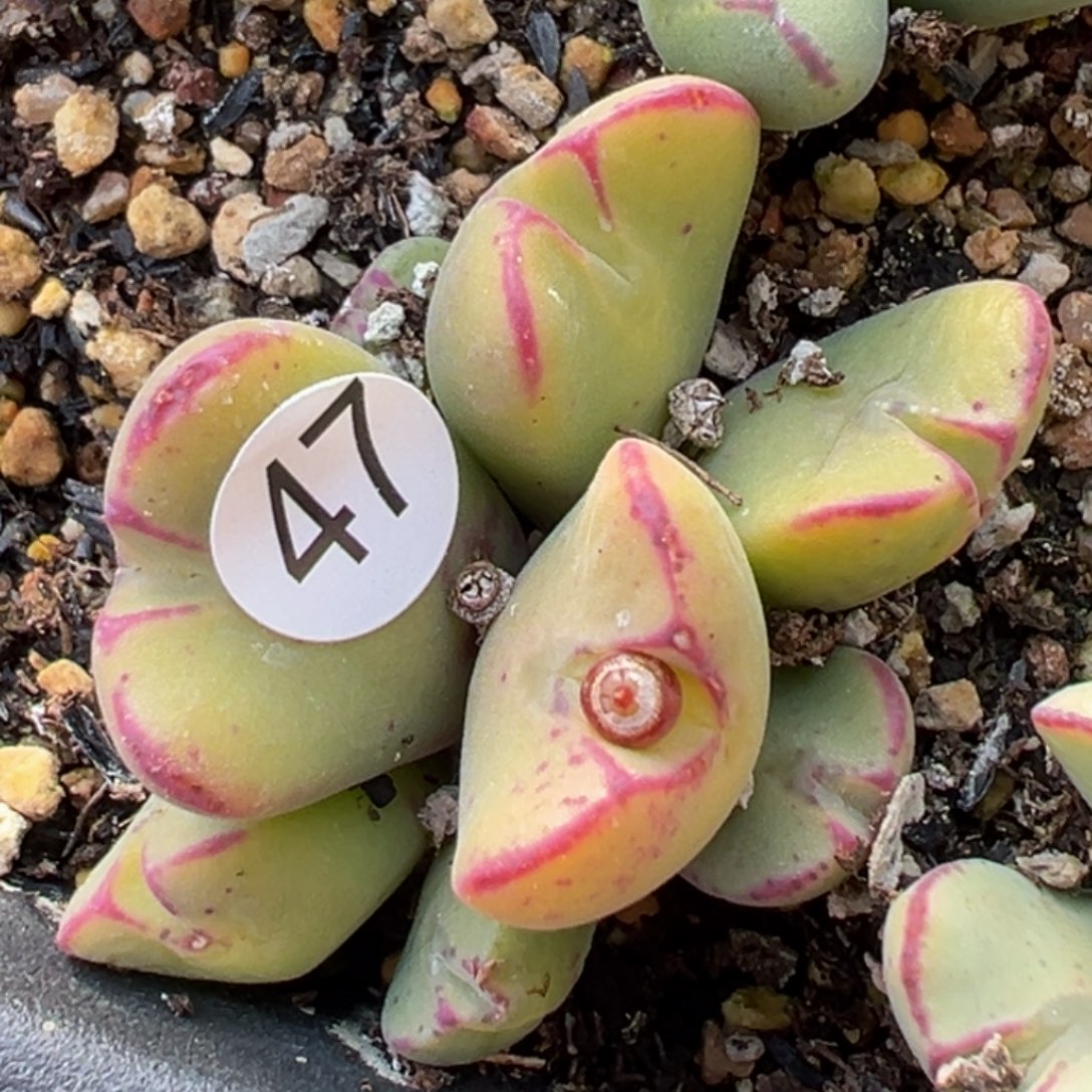 多肉植物111111111111111