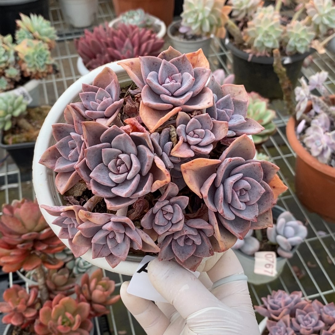 317彩虹糖手捧一物一拍