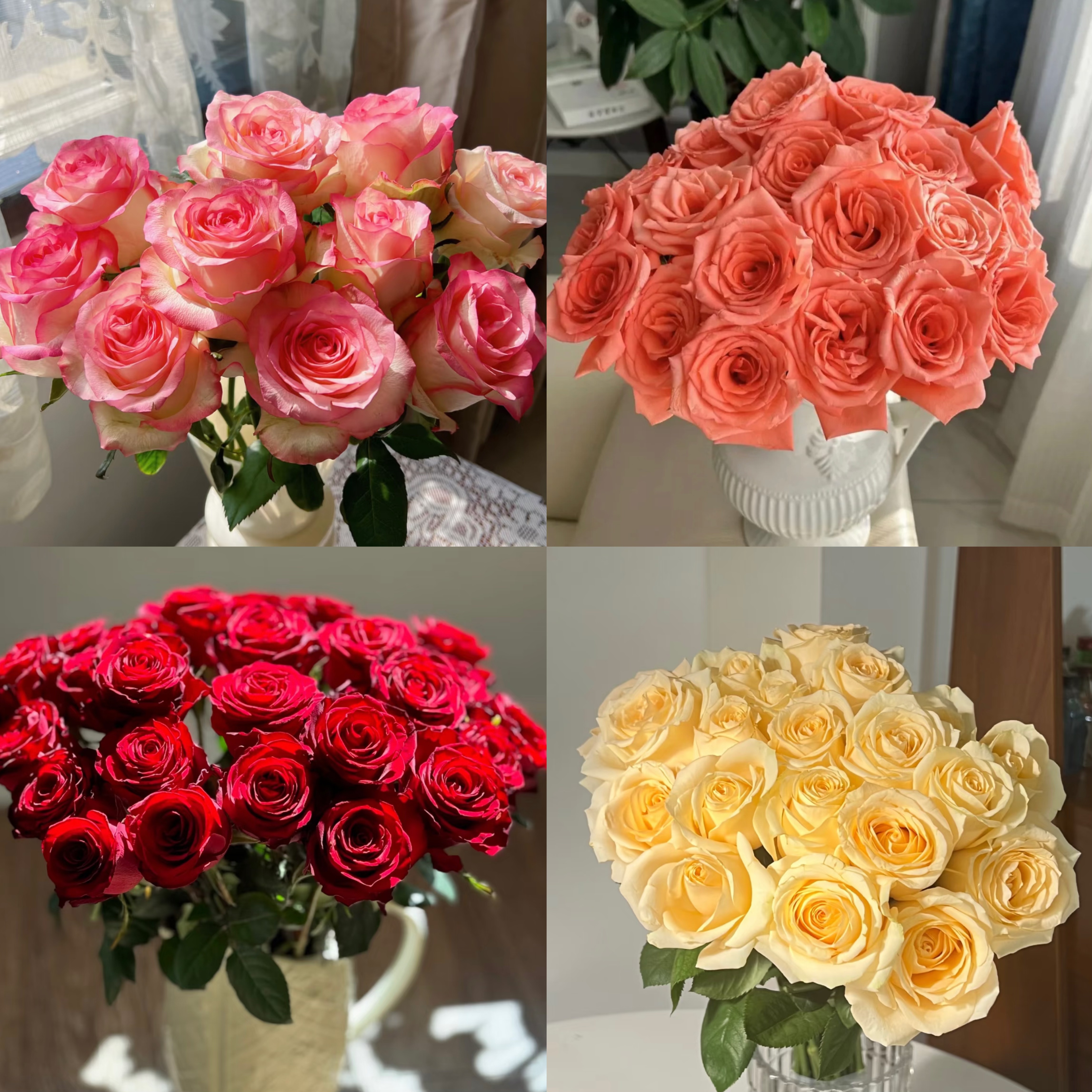 玫瑰组合 云南基地直发 5度以下地区拍保温棉