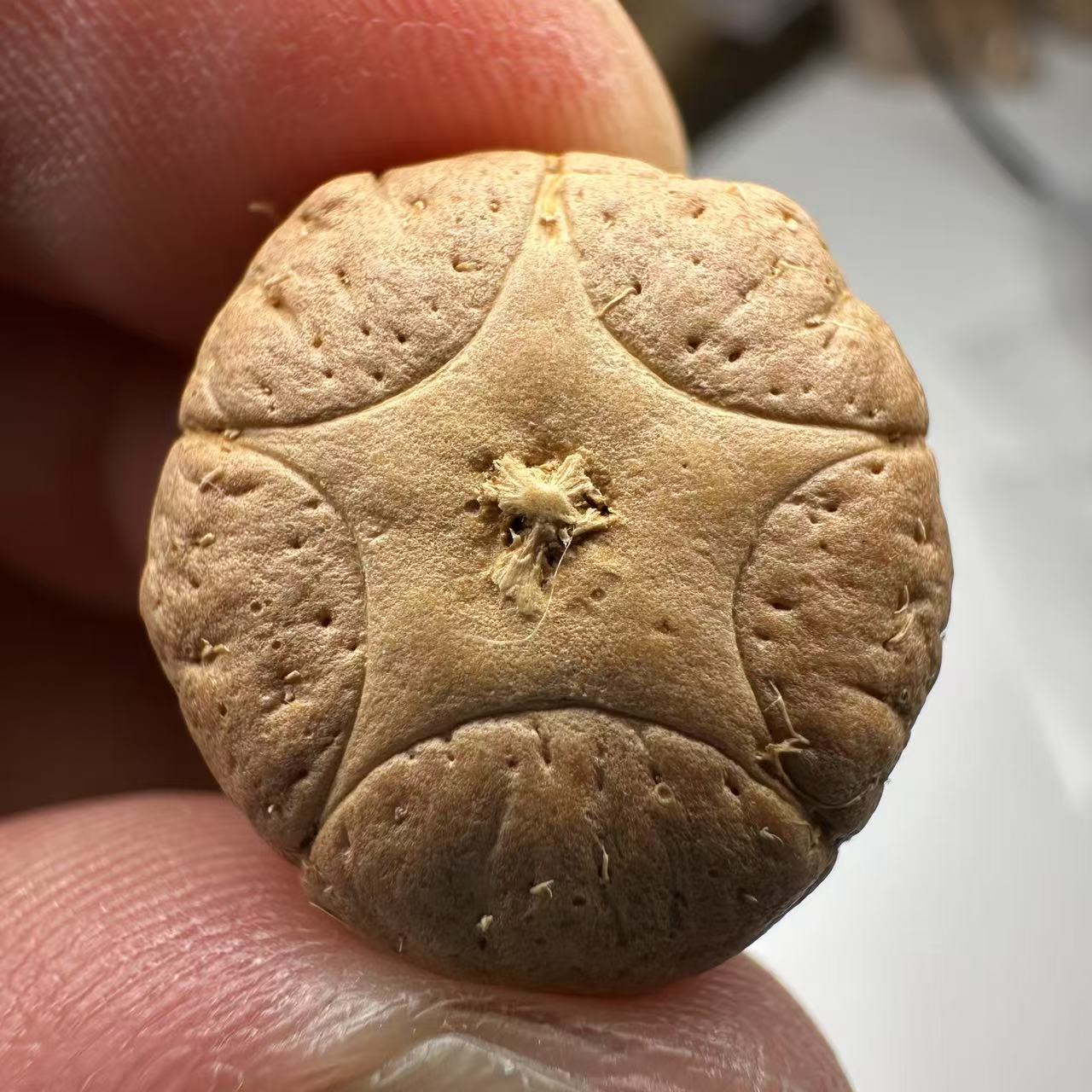 尼泊尔五星菩提，尺寸18，sss系列，货号103