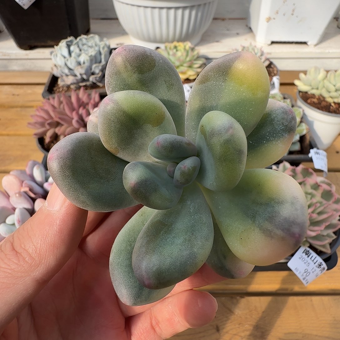 奶酪锦1111214-198