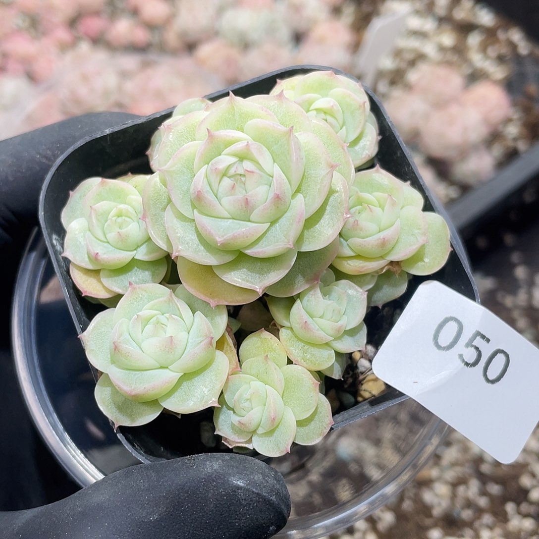 一***宝050。定。                   