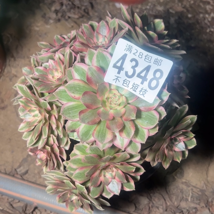 瑶光多肉植物法师