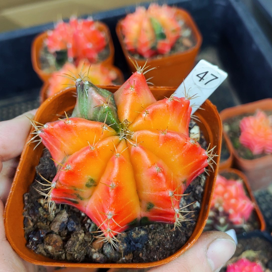 非偏远地区满25包邮仙人球