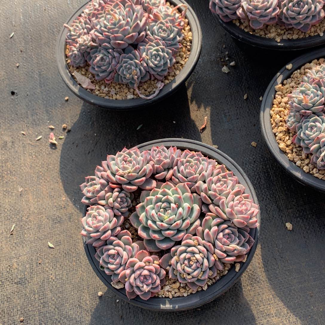 多肉植物多肉植物