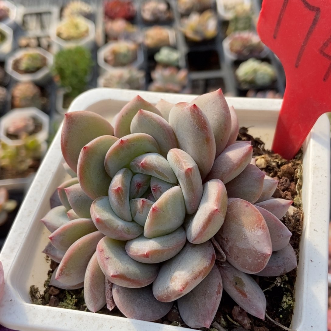 1745石榴籽多肉植物保护