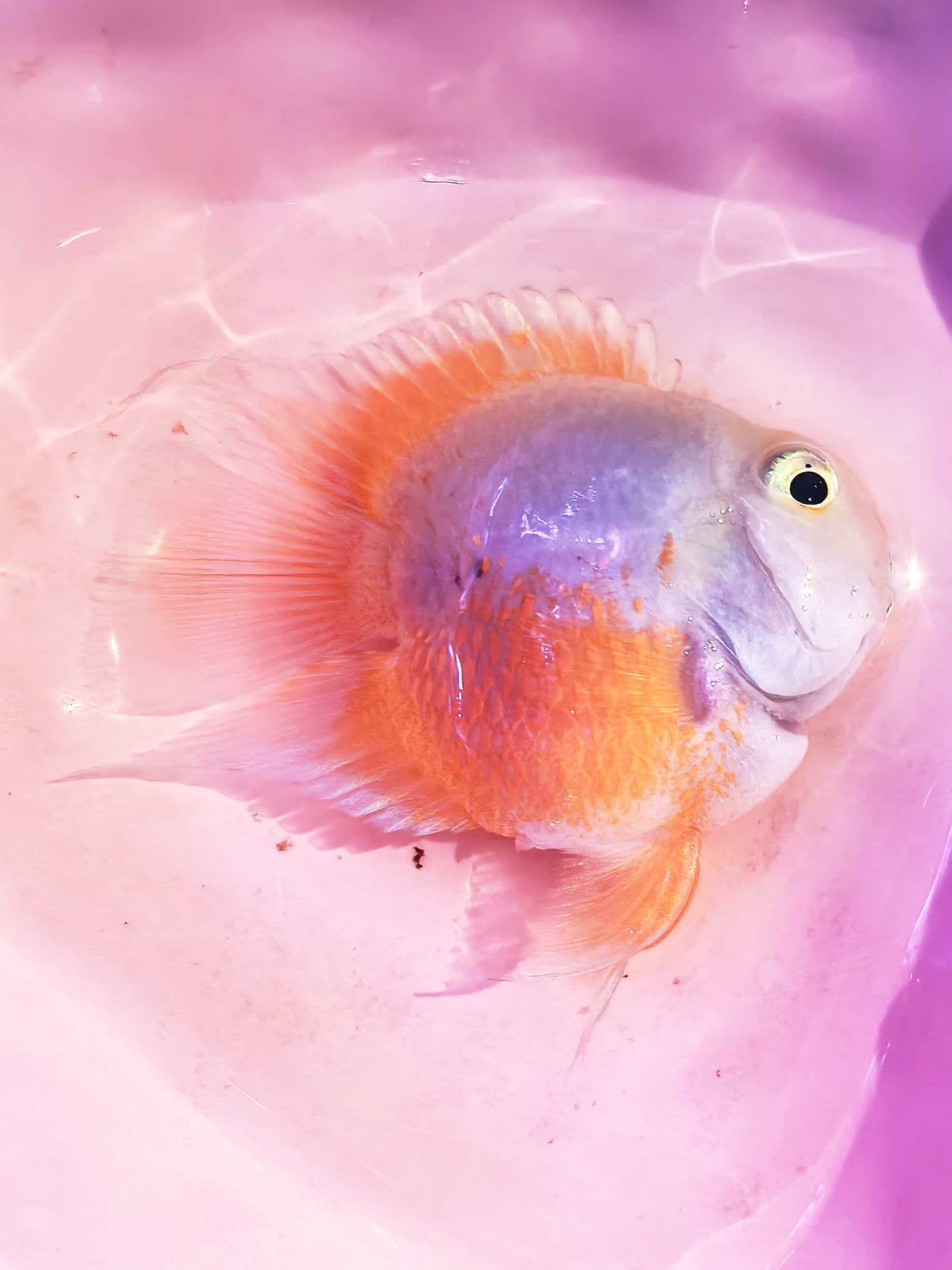 5-6个月胭脂粉迷你鹦鹉鱼