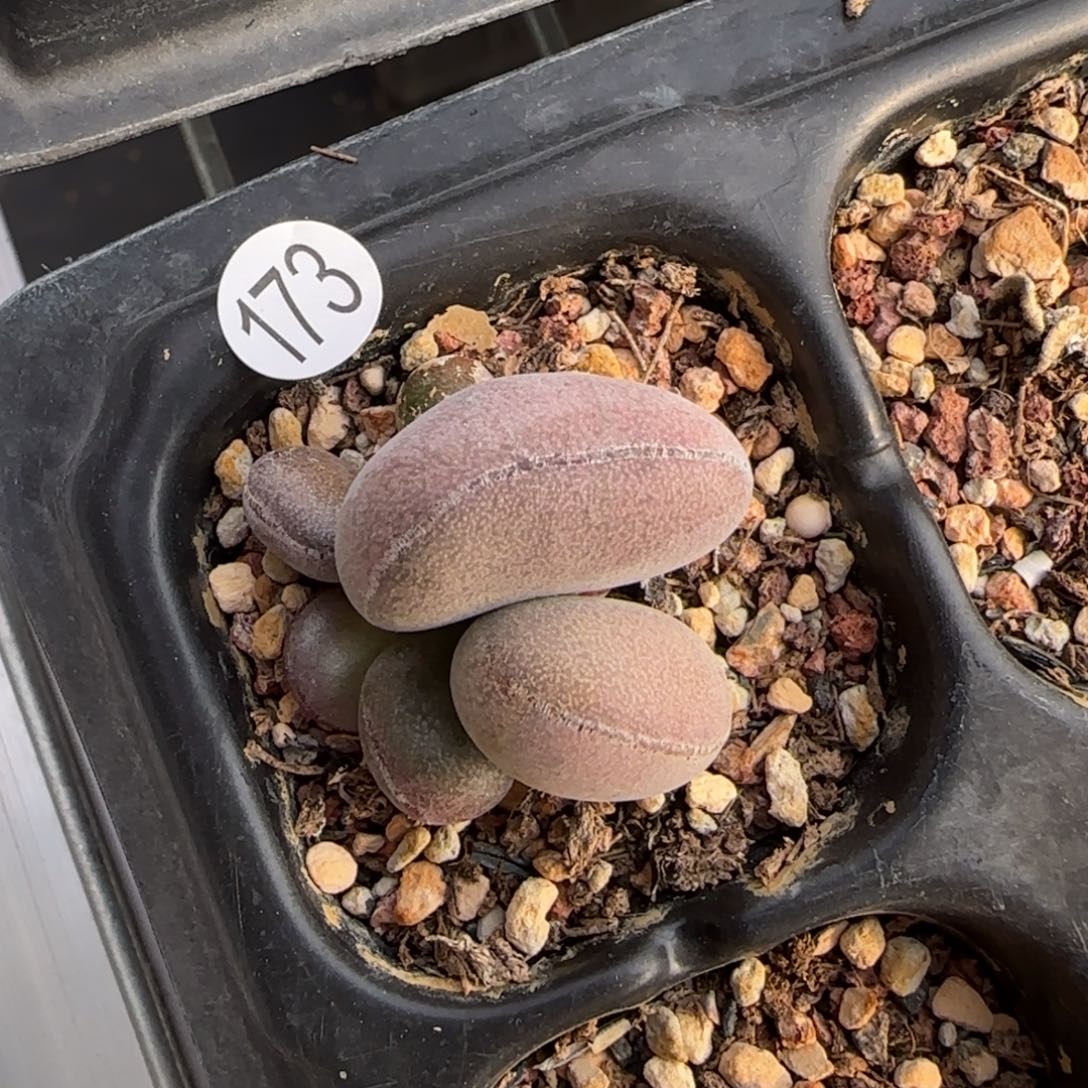 球球紫蛋水泡多肉173