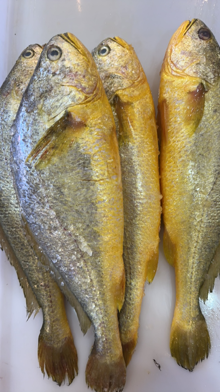 天津本地野生黄花鱼