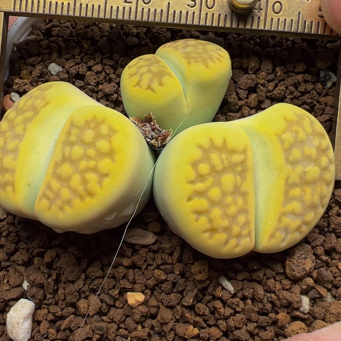 黄金巴黎8年多肉植物