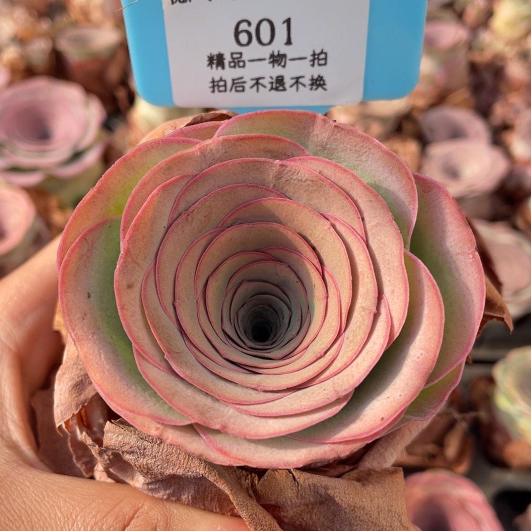 山地玫瑰601裸根发货不售后