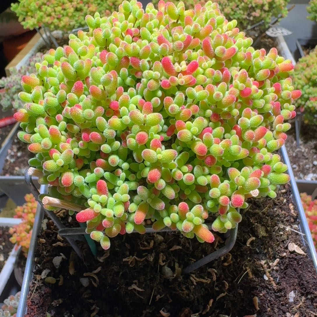 蜜桔糖球枝干番杏584