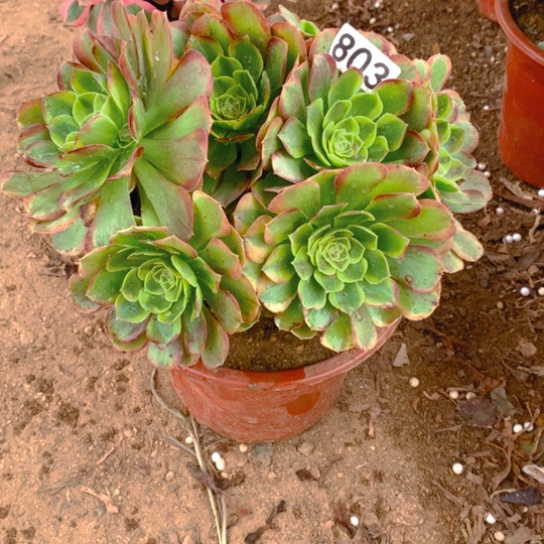 无花朵803奶白多肉植物