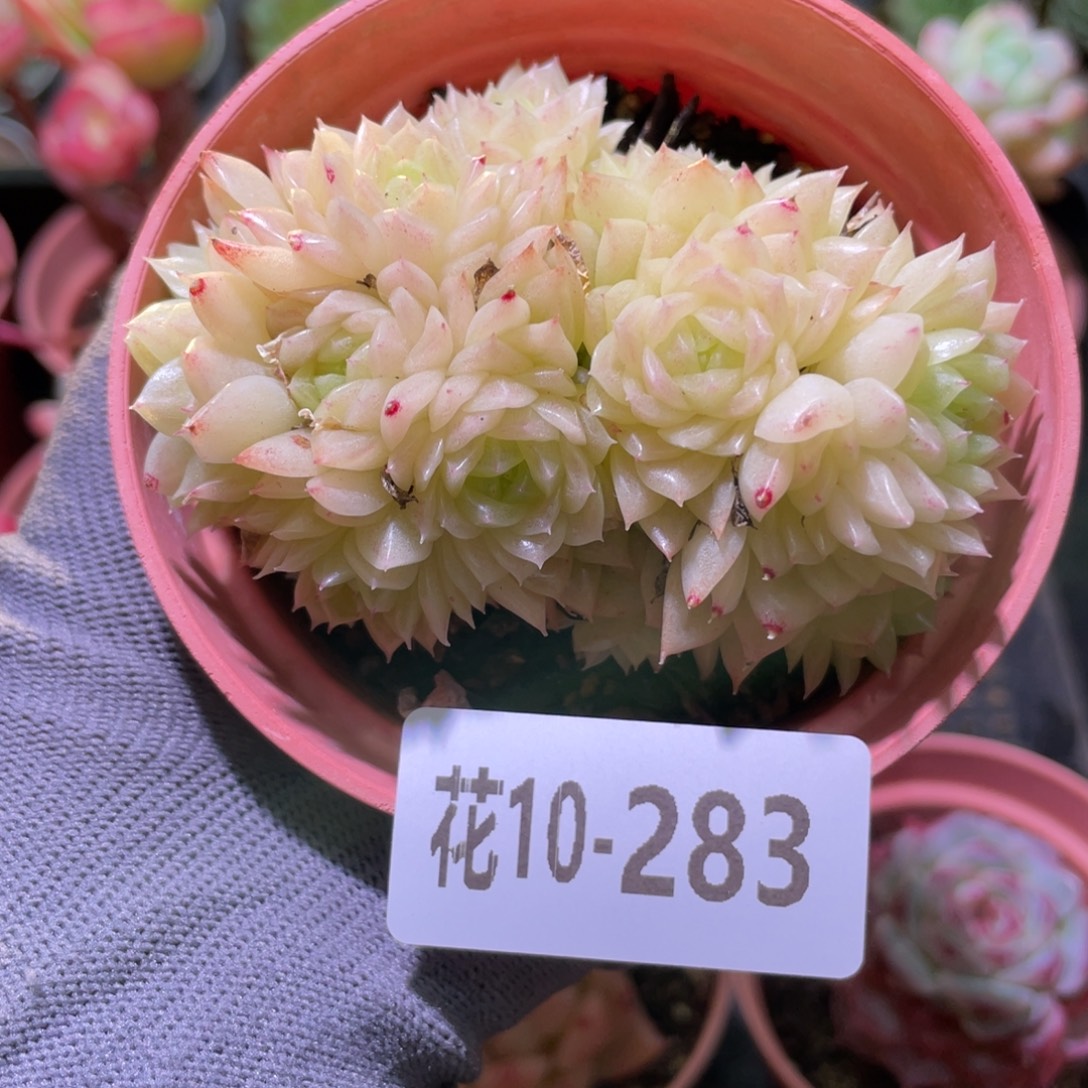 花利美10-283麦秆群
