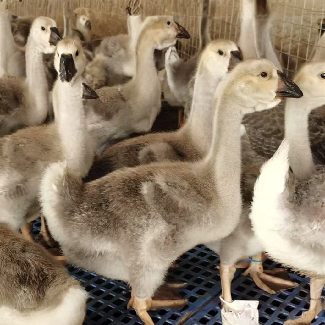 超大狮头鹅预包装产品