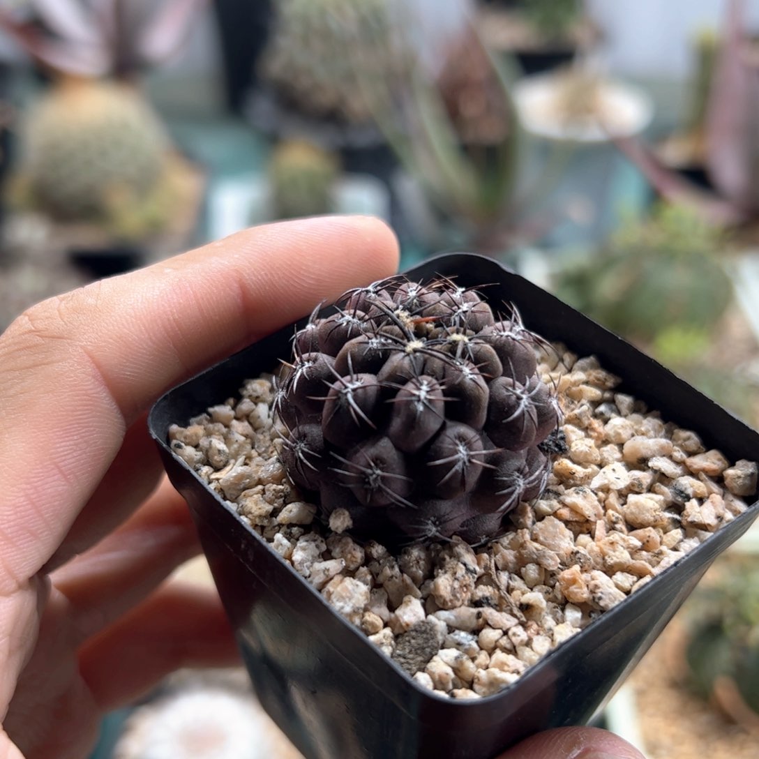 实生豹头杂 脱土发货 