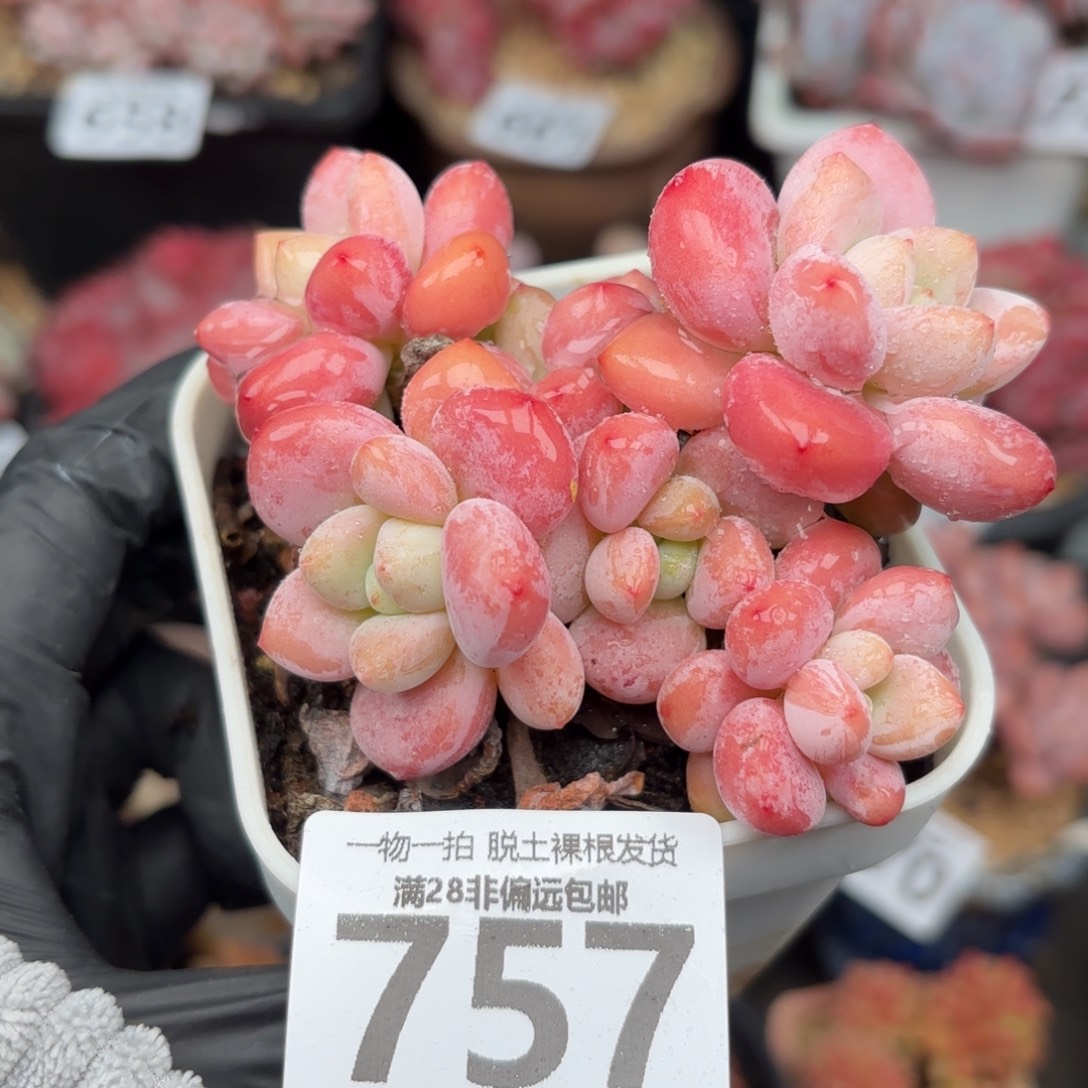 红洛神无盆土发货