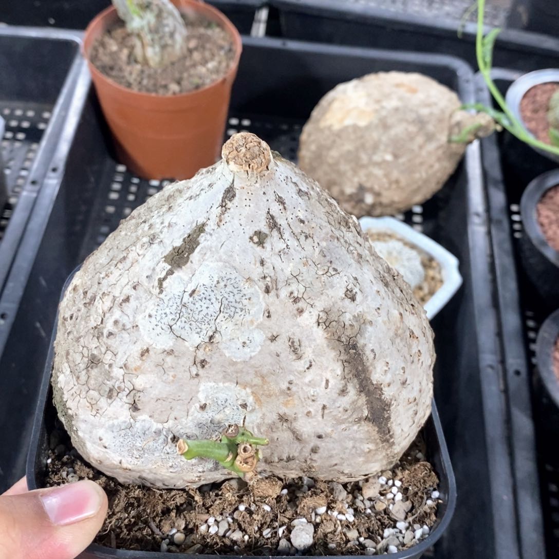绿松石西番莲多肉植物