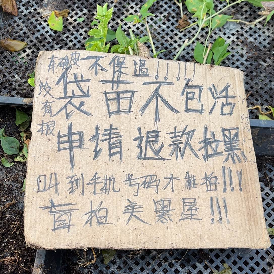 奔***花当前无花栽培后可以开花袋苗盲盒三颗不包活15