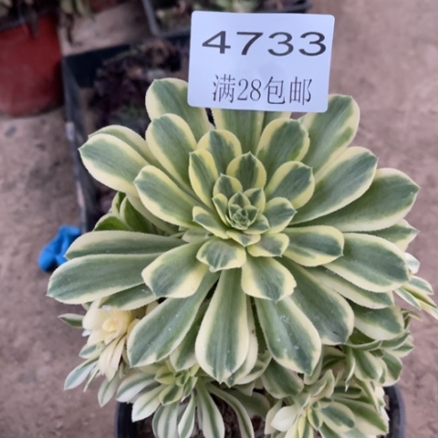 金丝多肉多肉4733