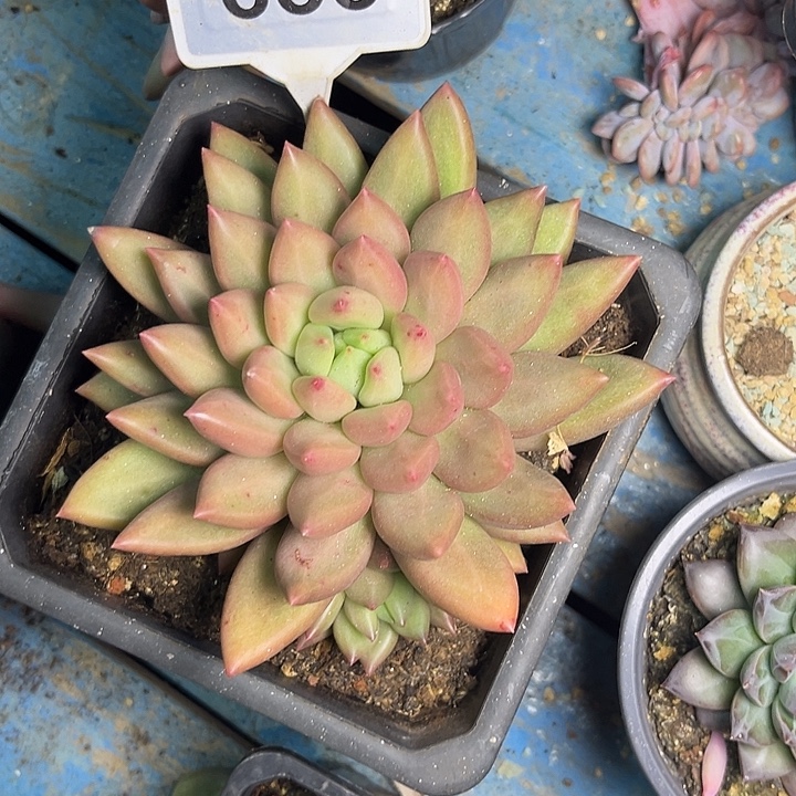 桐****多肉植物米其林655